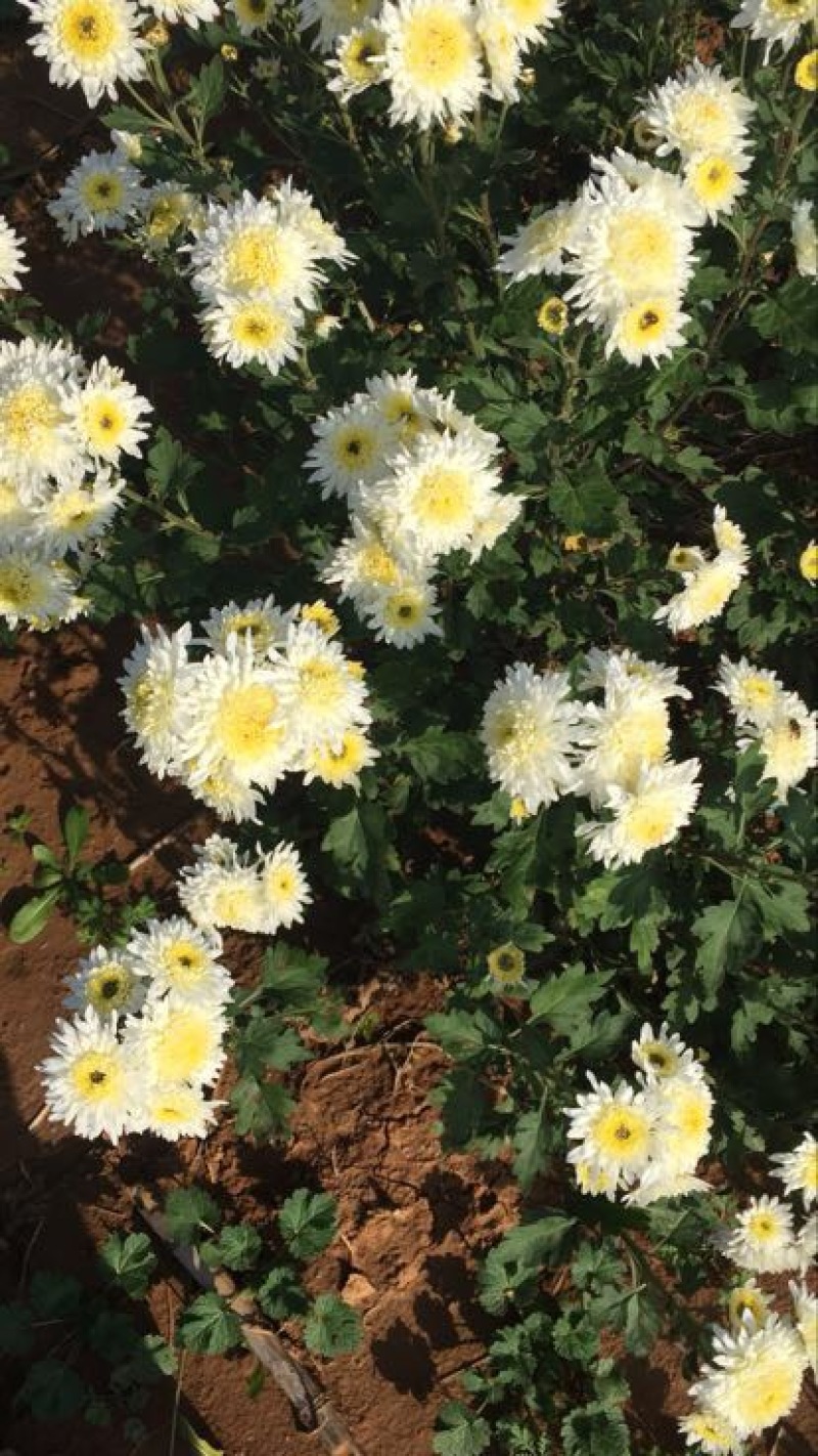 药用菊花袋装