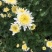 药用菊花袋装