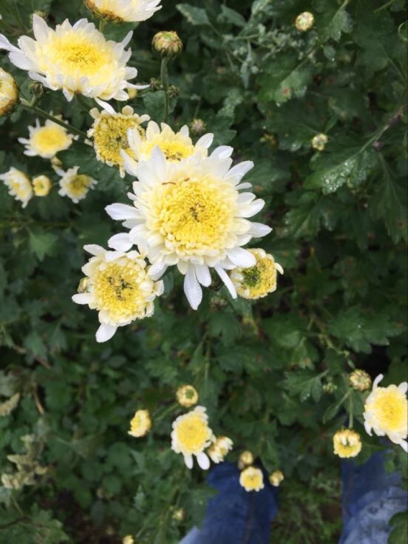 药用菊花袋装