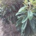 枇杷树171~200cm