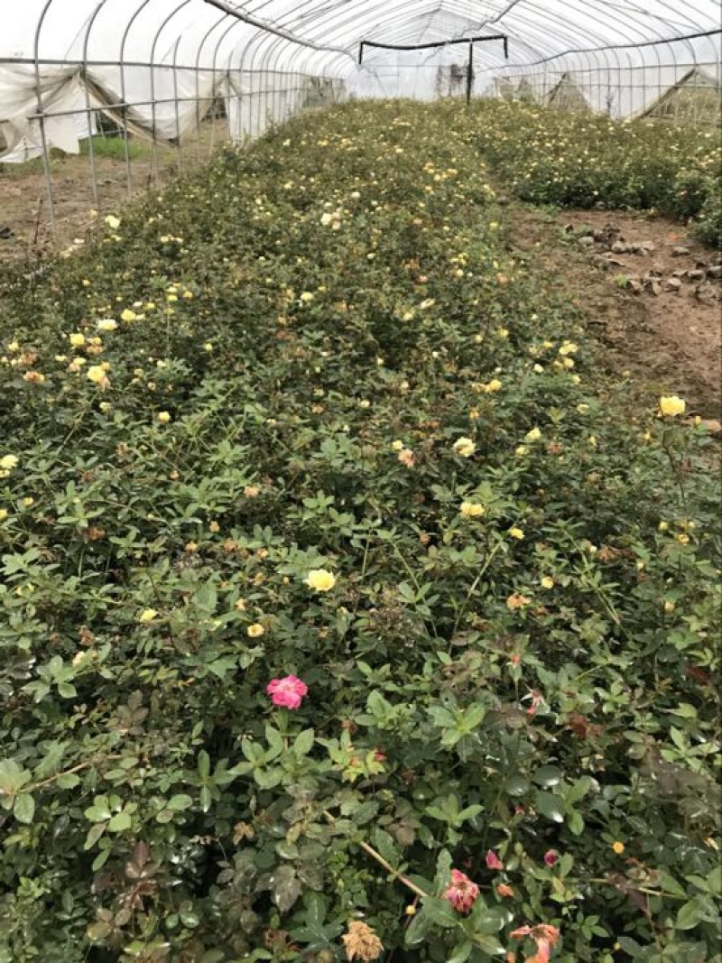 地被月季10~20cm