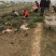 地被月季10~20cm