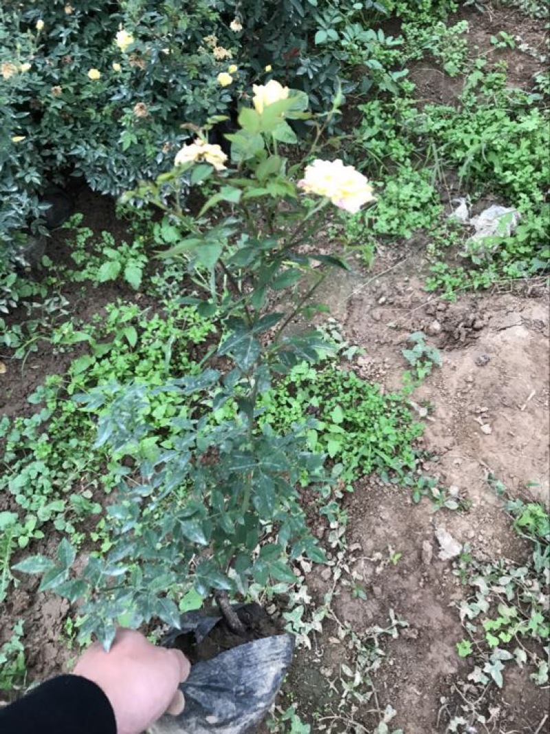 地被月季10~20cm