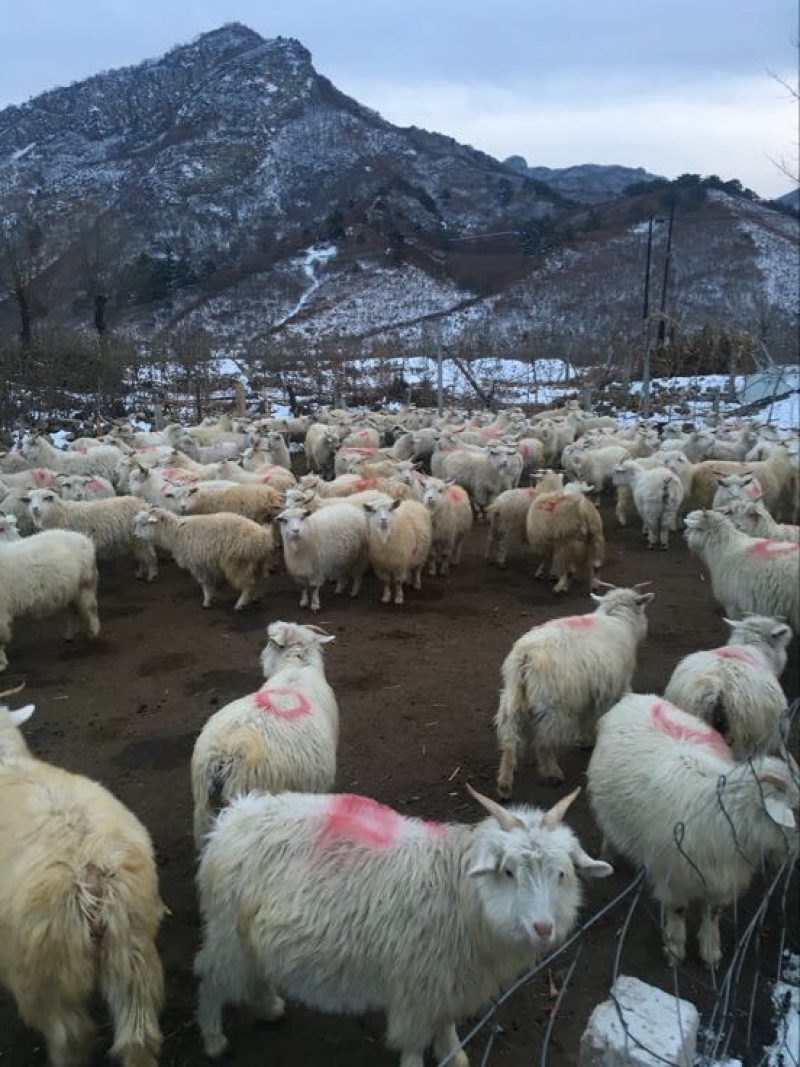 常年饲养出售盖州绒山羊，小烤羊，菜公羊，淘汰大母羊