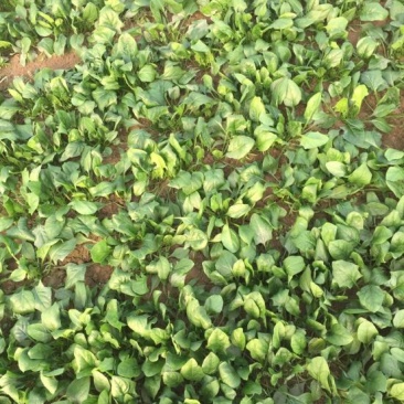菠菜20~25厘米