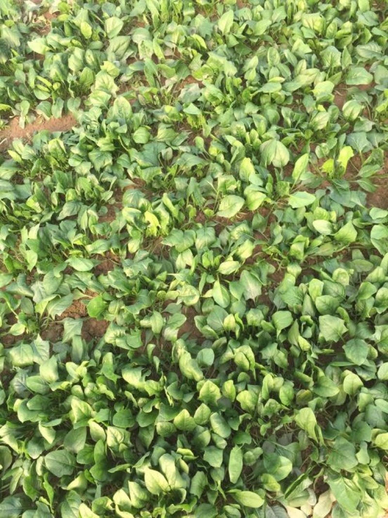 菠菜20~25厘米