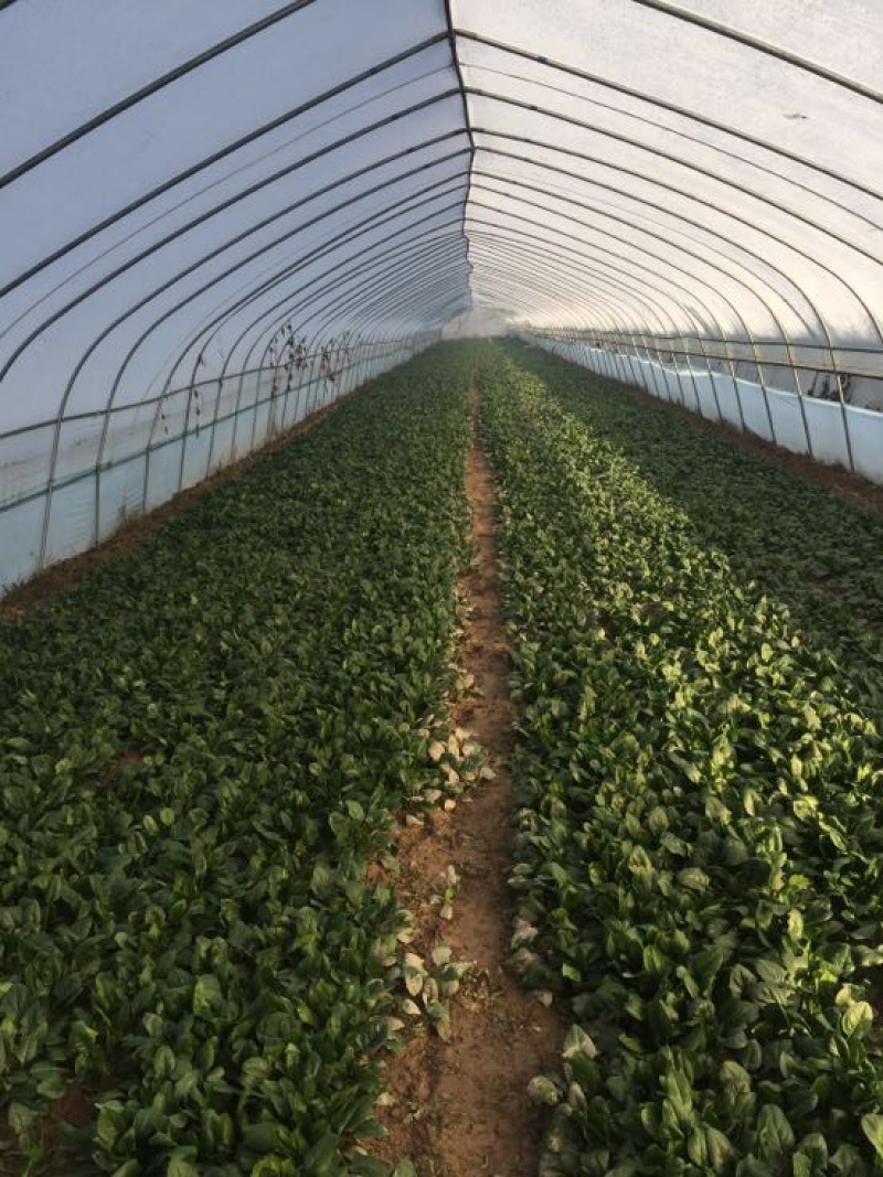 菠菜20~25厘米