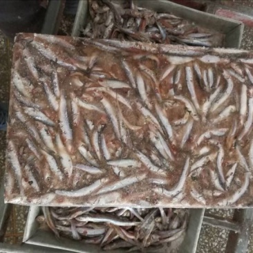鲴鱼2两饲料