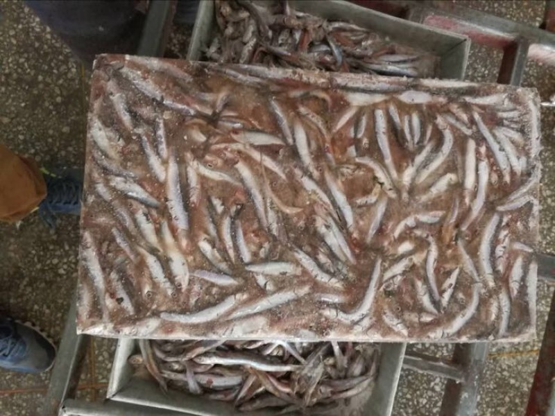 鲴鱼2两饲料
