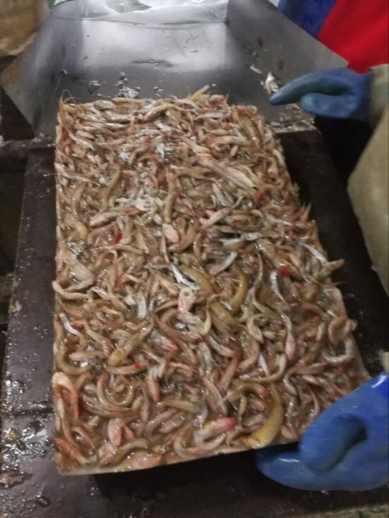 鲴鱼2两饲料