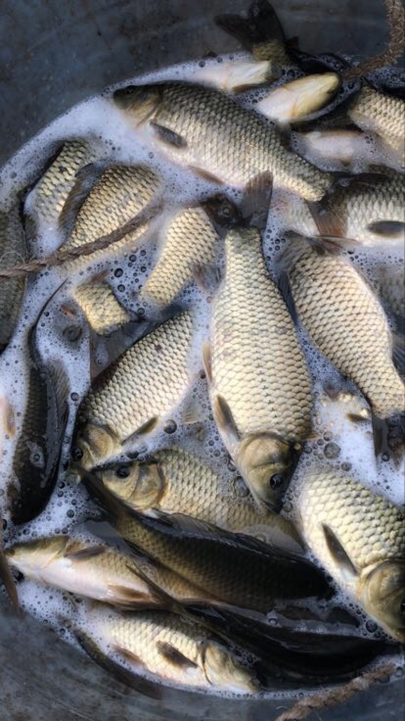 湘云鲫食用