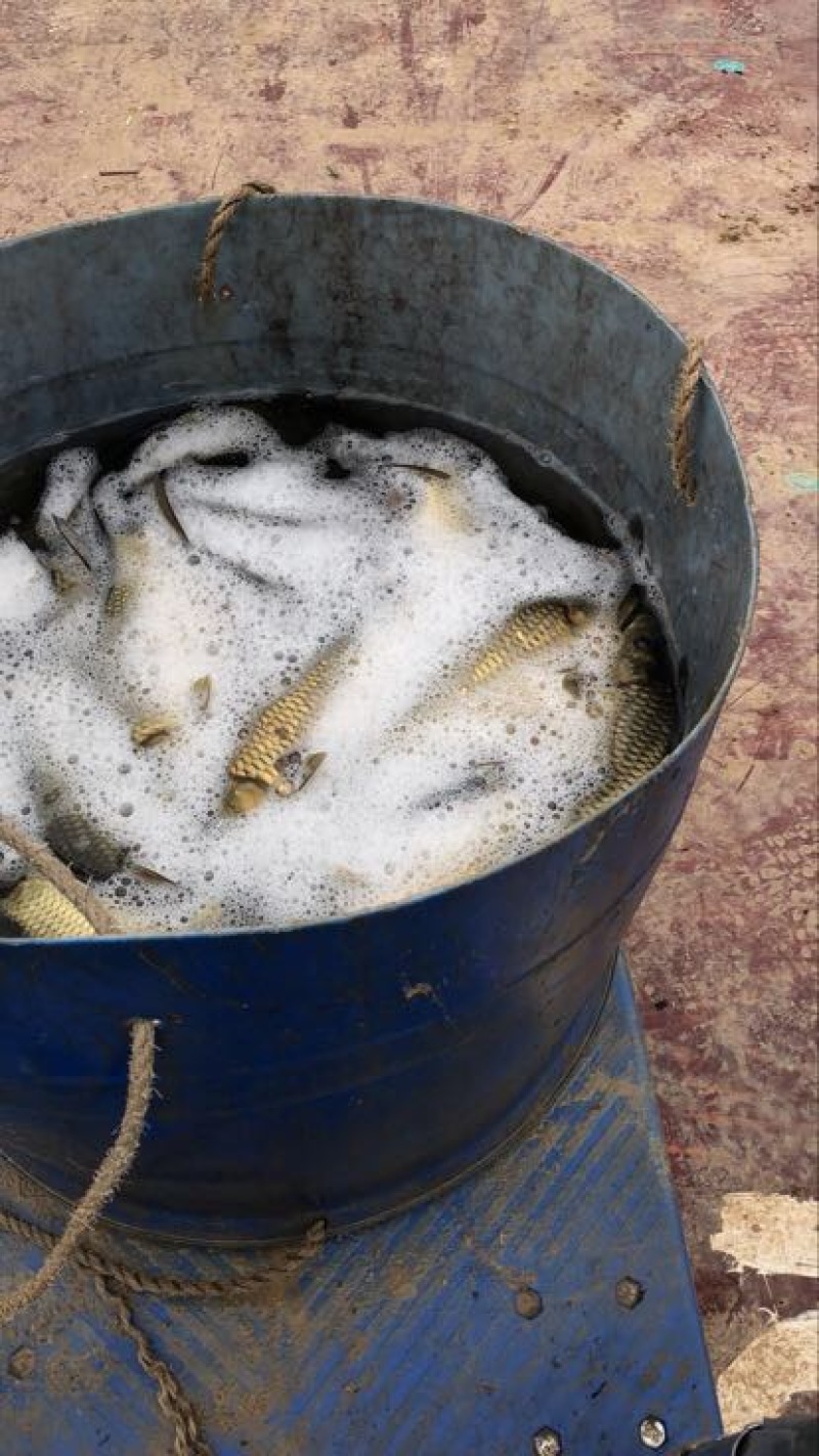 湘云鲫食用