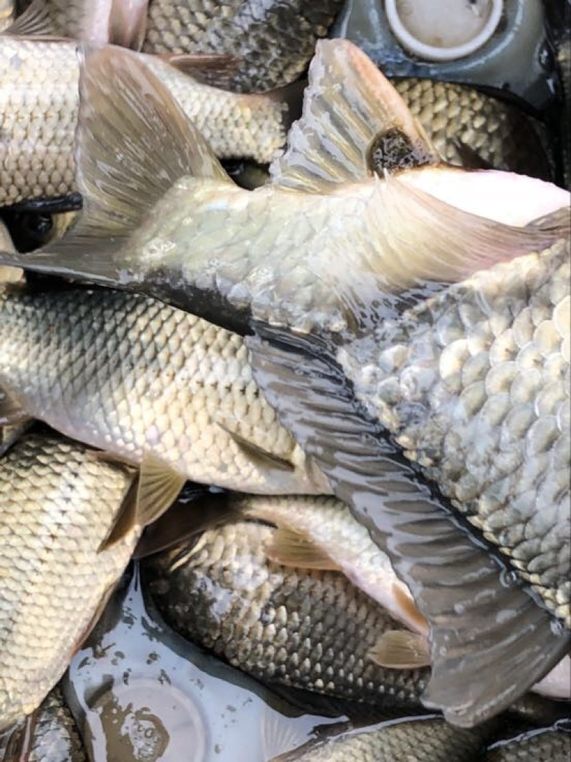 湘云鲫食用