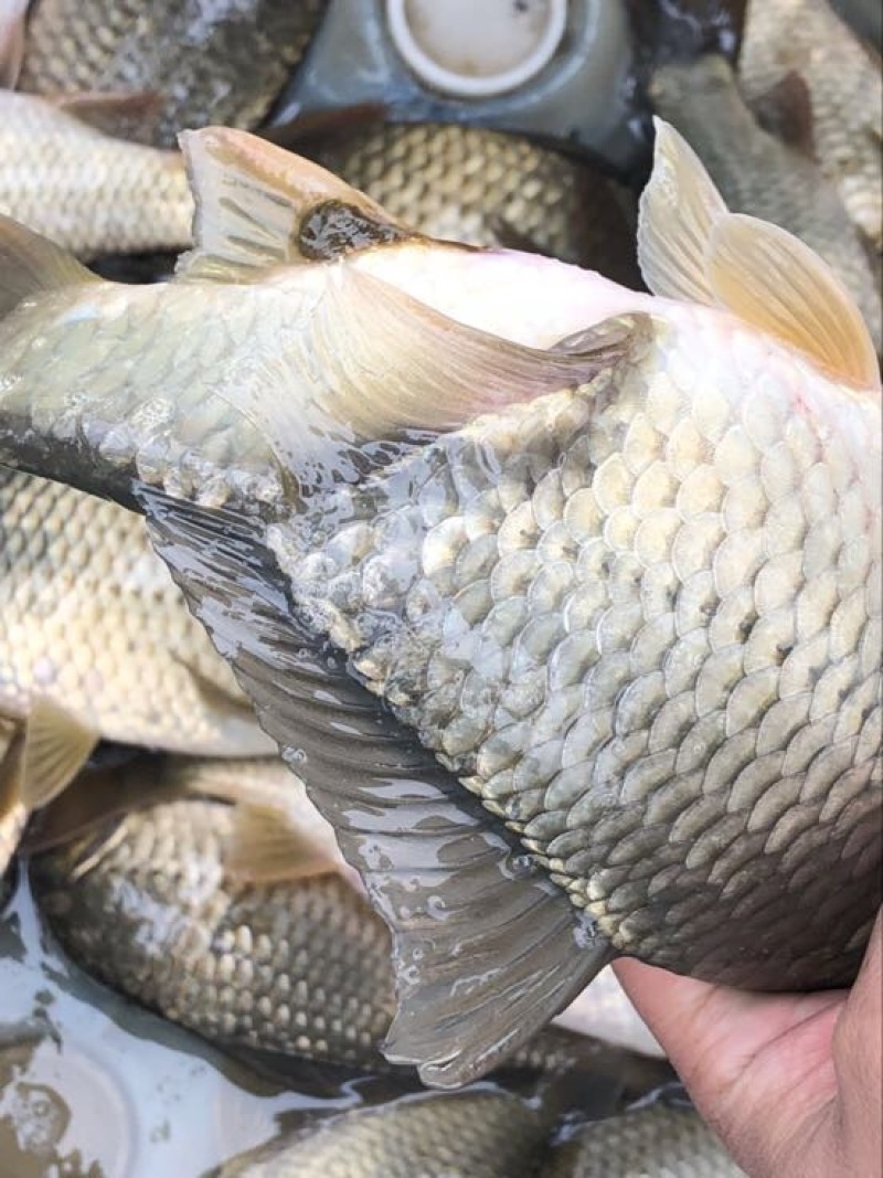 湘云鲫食用