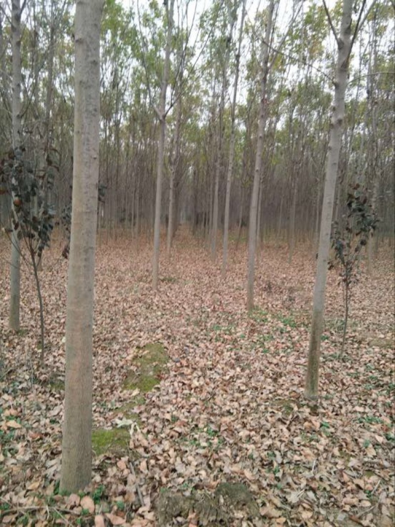 白蜡树8~10cm8~10cm