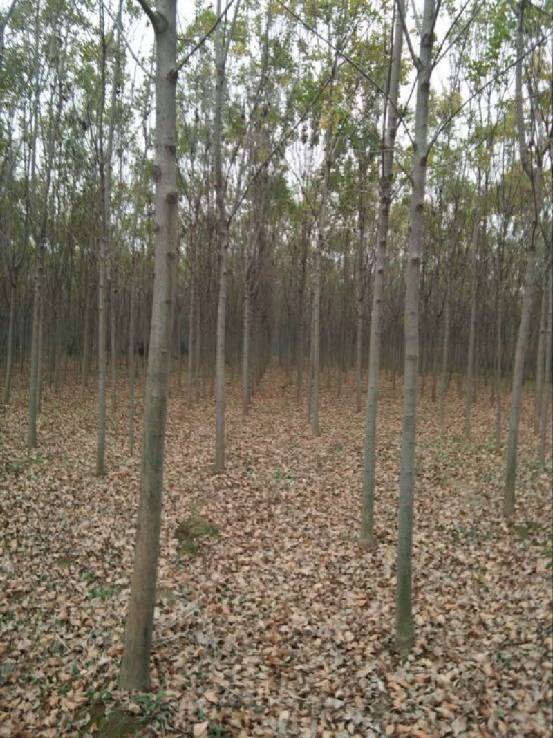 白蜡树8~10cm8~10cm