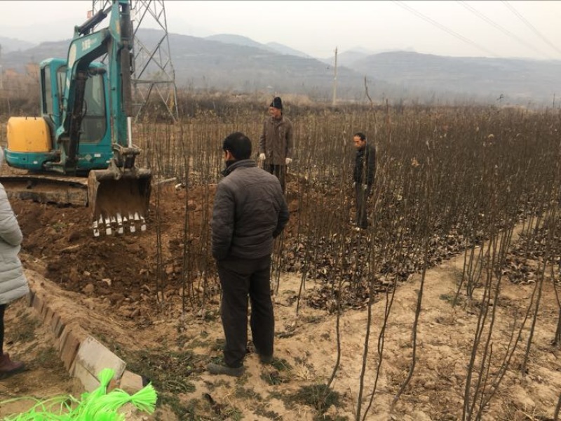 玉露香花根梨树苗品种好果子口感好吃没有渣