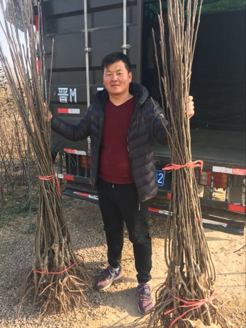 玉露香花根梨树苗品种好果子口感好吃没有渣