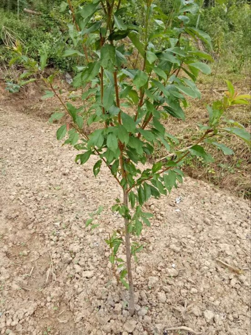 青脆李子苗100~150cm