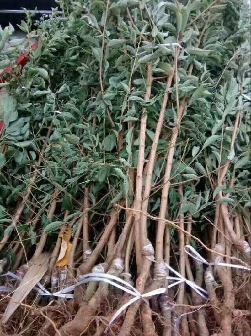 脆红李子树苗100~150cm