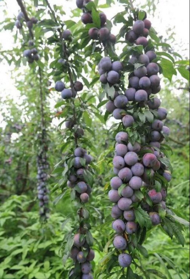 脆红李子树苗100~150cm
