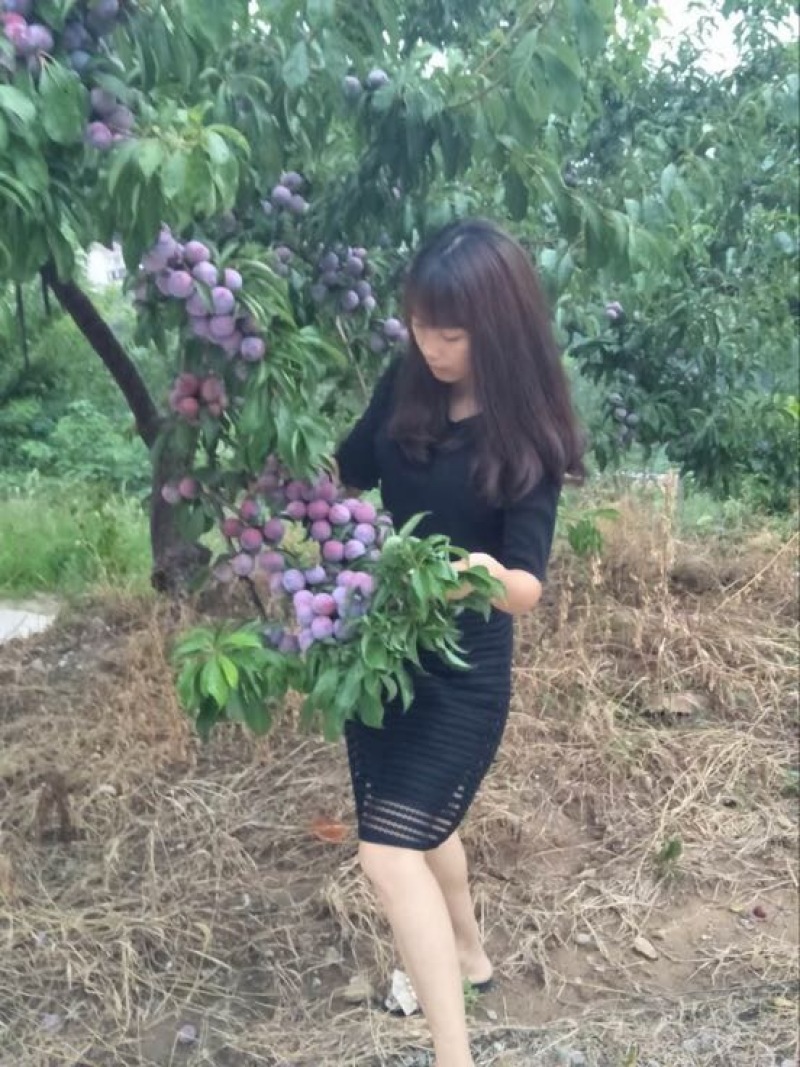 脆红李子树苗100~150cm