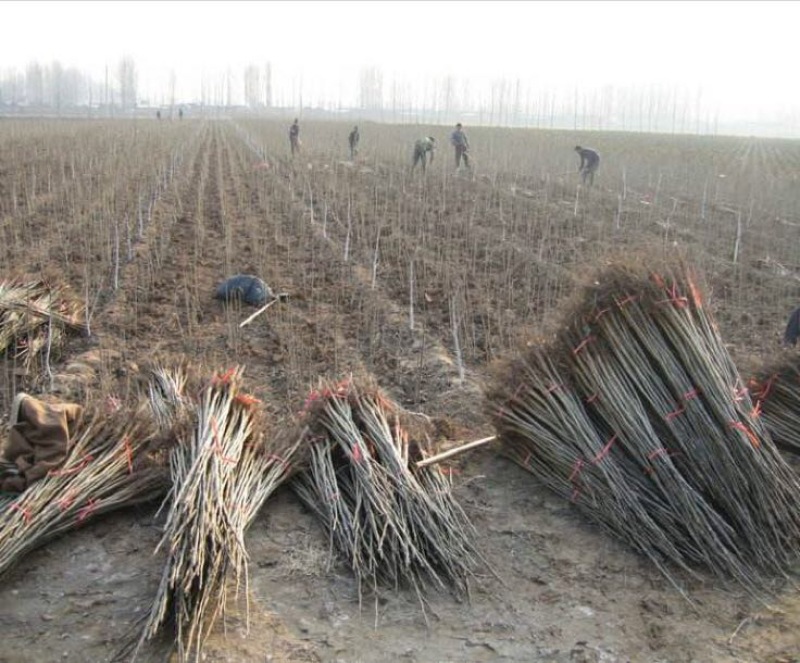 清香核桃苗150~200cm2~3年
