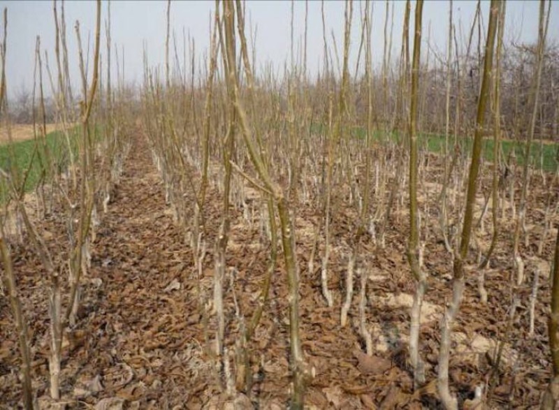 薄壳香核桃苗150~200cm2~3年