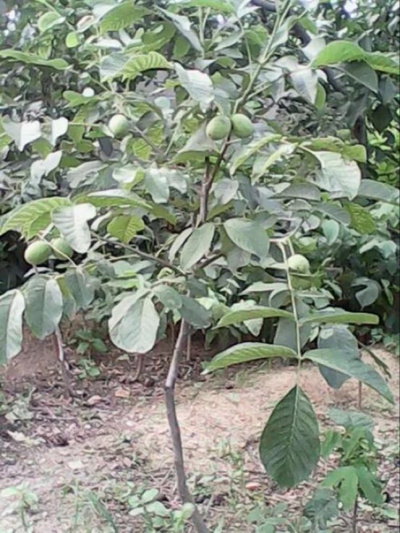 香玲核桃苗100~150cm1~2年