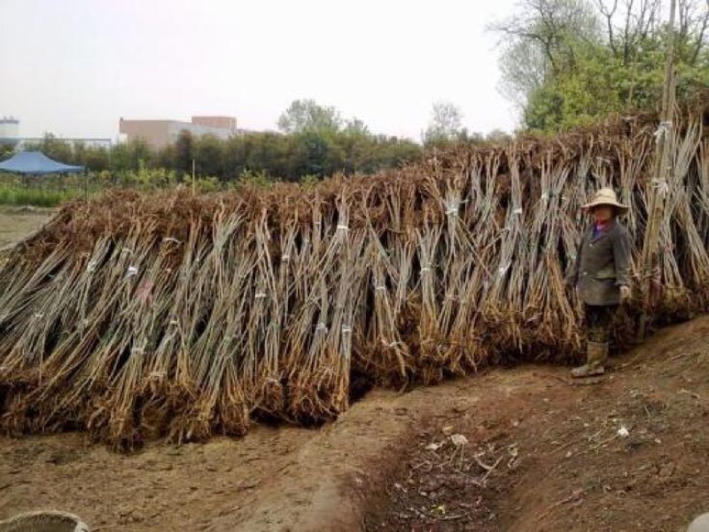 香玲核桃苗100~150cm1~2年