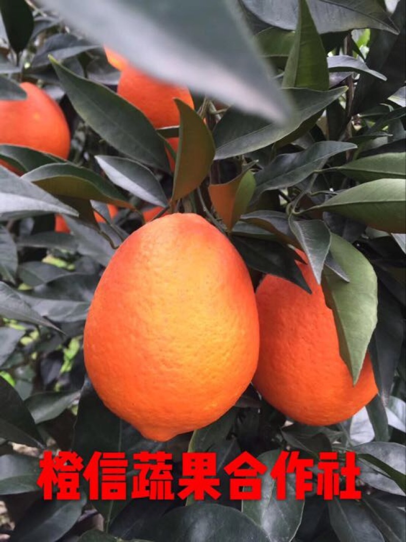 长虹脐橙水田坝脐橙又大又甜量大从优
