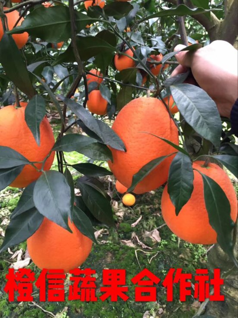 长虹脐橙水田坝脐橙又大又甜量大从优