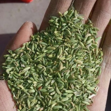 小茴香净货