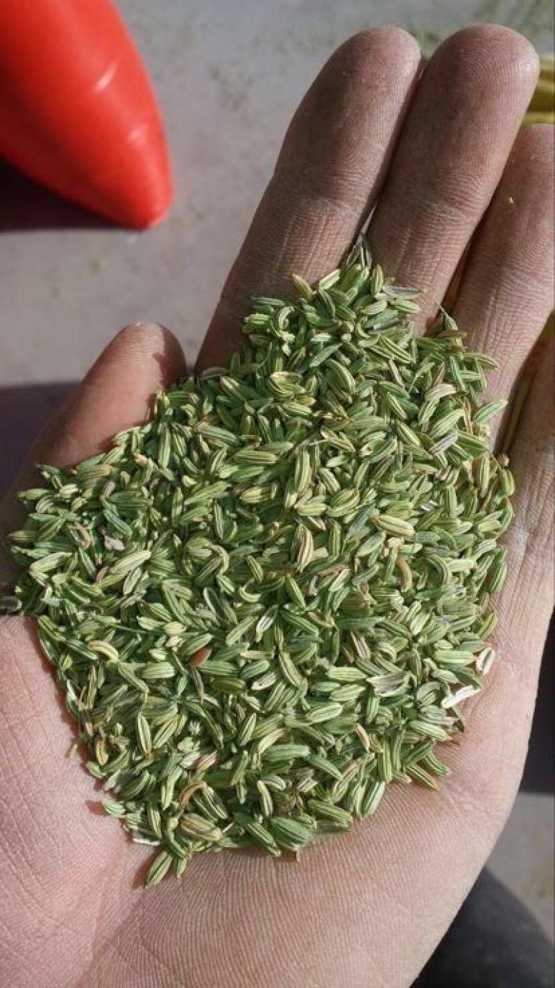 小茴香净货