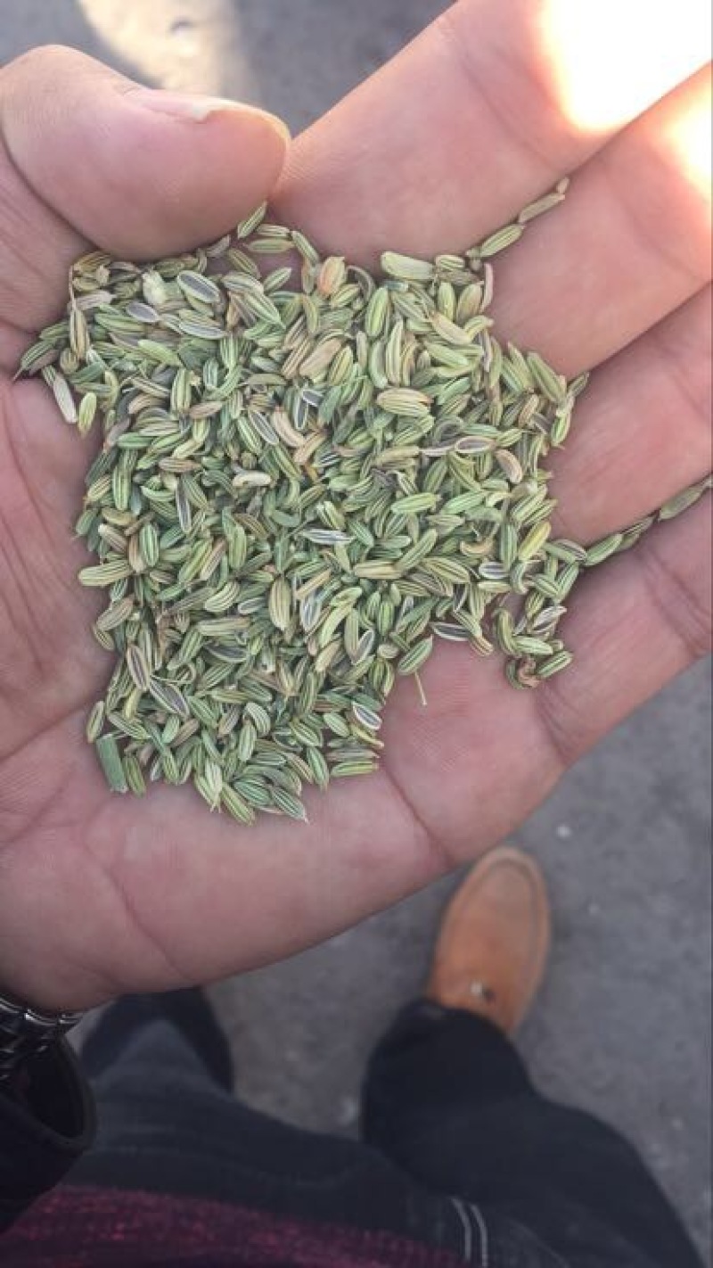小茴香净货