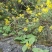 野菊花散装