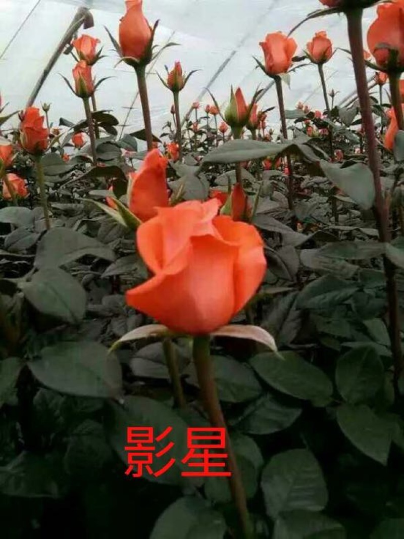 云南斗南花卉小苗法国红玫瑰种苗又叫法兰西月季花苗四季开花