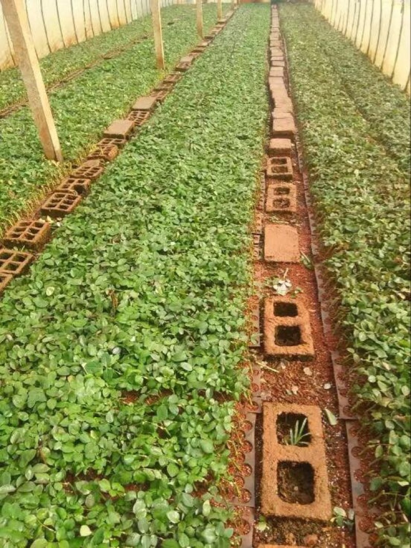 云南斗南花卉小苗法国红玫瑰种苗又叫法兰西月季花苗四季开花