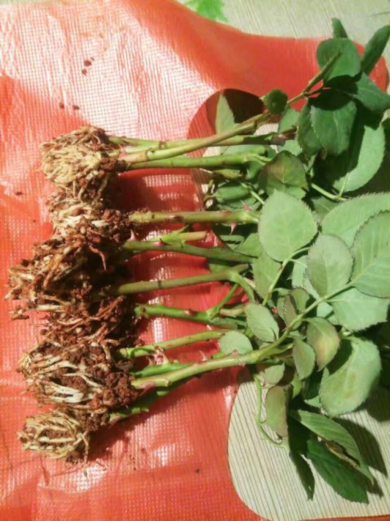 云南斗南花卉小苗法国红玫瑰种苗又叫法兰西月季花苗四季开花