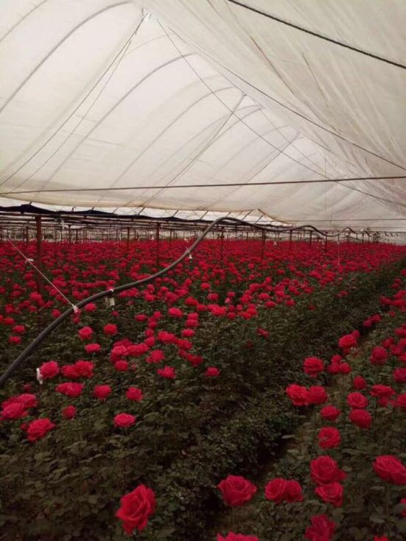 云南斗南花卉小苗法国红玫瑰种苗又叫法兰西月季花苗四季开花