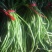 【优选】藜蒿泥耗基地种植货源稳定充足一条龙欢迎致电