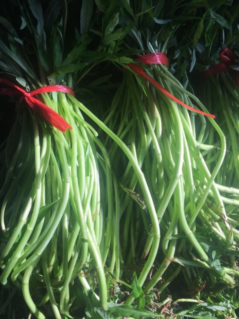 【优选】藜蒿泥耗基地种植货源稳定充足一条龙欢迎致电