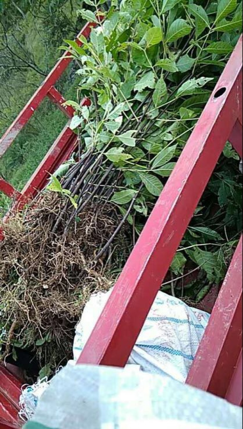 吴茱萸苗中花吴茱萸苗