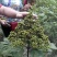 吴茱萸苗中花吴茱萸苗