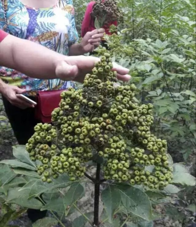 吴茱萸苗中花吴茱萸苗