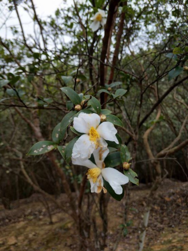山茶油果中籽