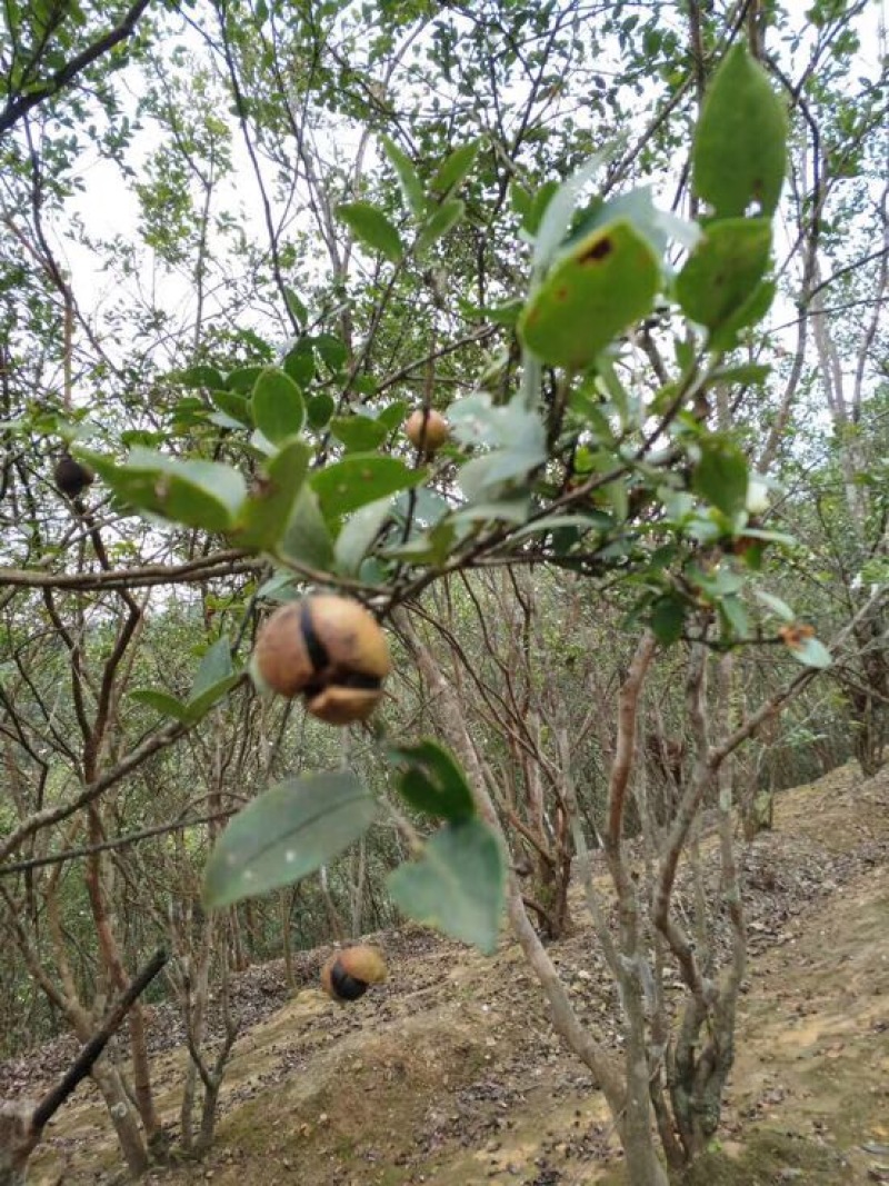 山茶油果中籽