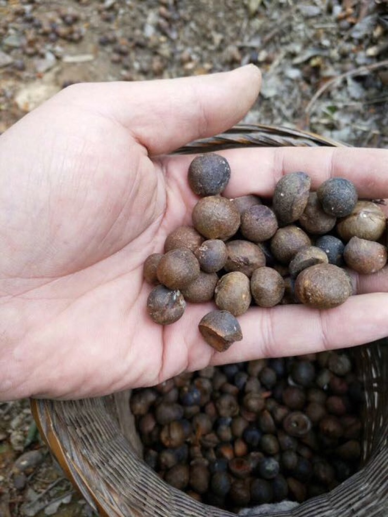 山茶油果中籽