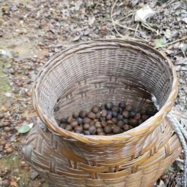 山茶油果中籽