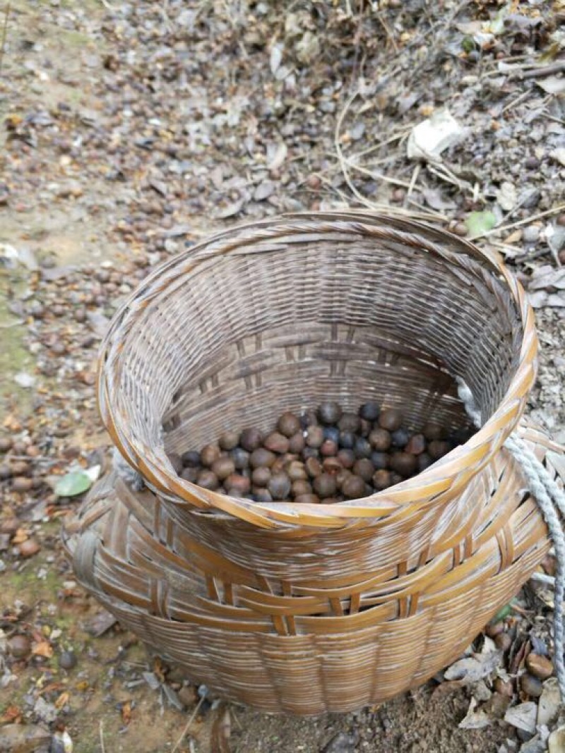 野山茶籽